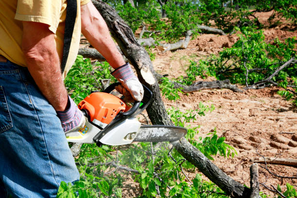 The Steps Involved in Our Tree Care Process in Sweet Home, AR